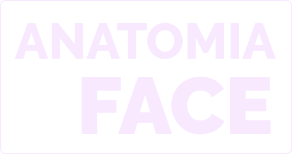 Anatomia da Face, curso de ultrassonografia facial da Dra. Cláudia Fontan