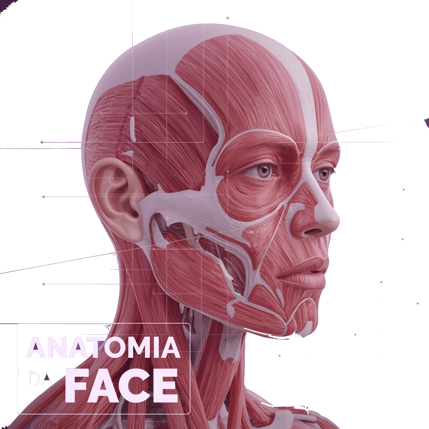 Musculatura facial em perfil, com as camadas anatômicas da face expostas